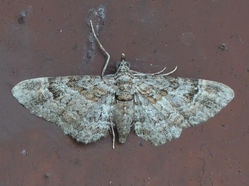 Réf. 285 440 : Gymnoscelis rufifasciata